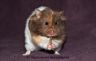 Hamsterhuette´s Tear of an Angel